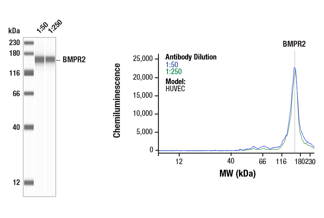 Western Blotting Image 1: BMPR2 (E9U5C) Rabbit Monoclonal Antibody