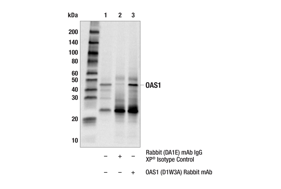 Immunoprecipitation Image 1: OAS1 (D1W3A) Rabbit Monoclonal Antibody