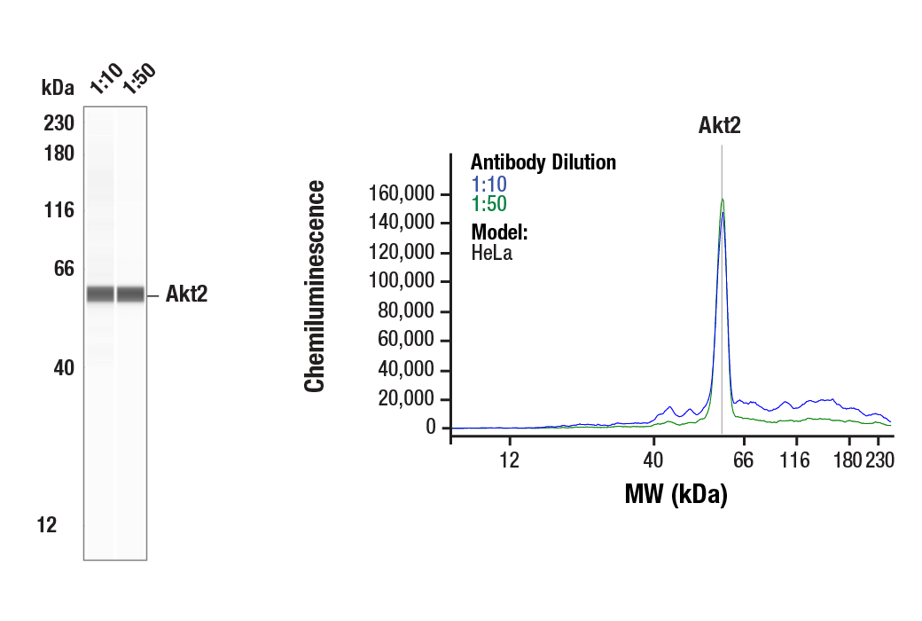 undefined Image 33: Phospho-Akt Isoform Antibody Sampler Kit
