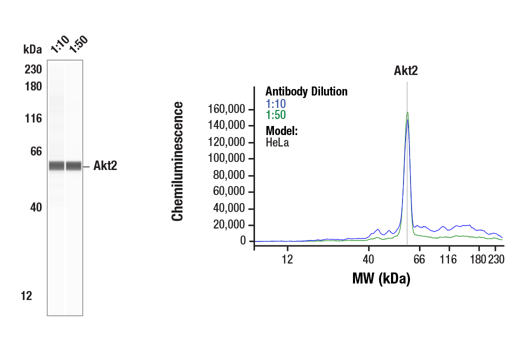 undefined Image 6: Akt Isoform Antibody Sampler Kit