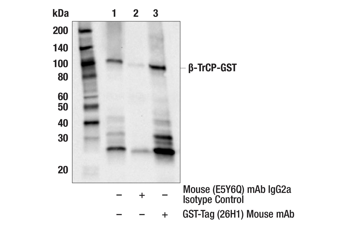 Immunoprecipitation Image 1: GST-Tag (26H1) Mouse Monoclonal Antibody