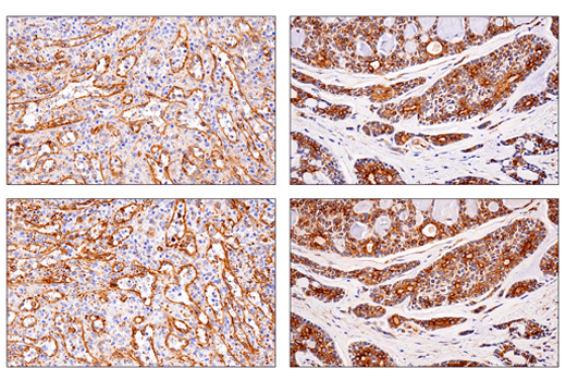 Immunohistochemistry Image 6: APP (E3F3P) Rabbit Monoclonal Antibody (BSA and Azide Free)