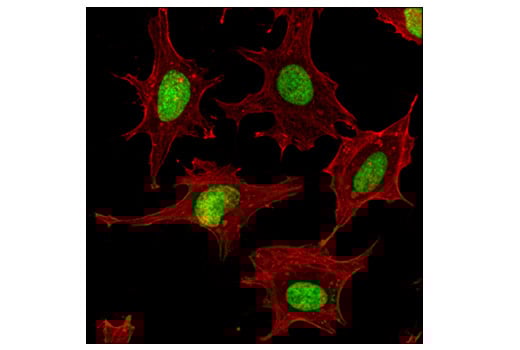 Immunofluorescence Image 1: Mono-Methyl-Histone H3 (Lys36) (D9J1D) Rabbit Monoclonal Antibody (BSA and Azide Free)