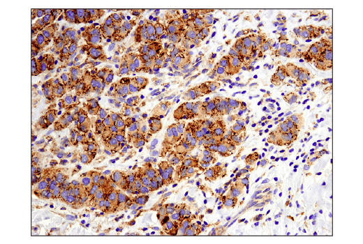 Immunohistochemistry Image 1: MX1 (D3W7I) Rabbit Monoclonal Antibody (BSA and Azide Free)
