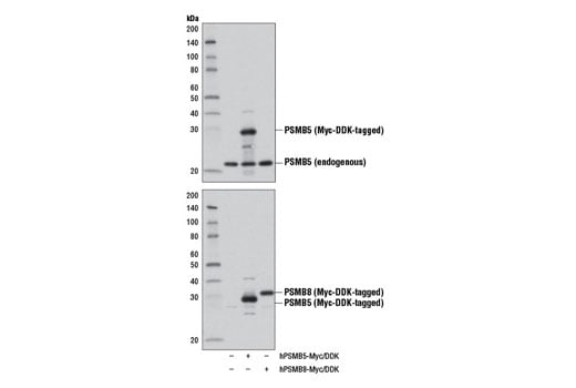 Western Blotting Image 3: PSMB5 (D1H6B) Rabbit Monoclonal Antibody