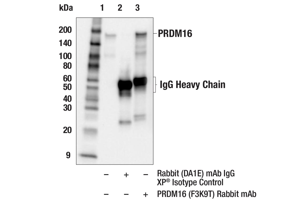 Immunoprecipitation Image 1: PRDM16 (F3K9T) Rabbit Monoclonal Antibody