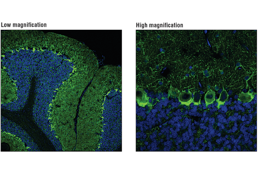 Immunofluorescence Image 1: GAD1 (A9A5X) Rabbit mAb