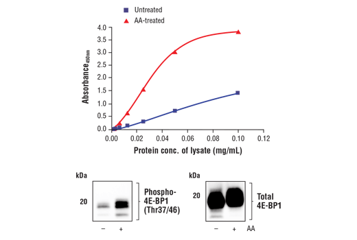 ELISA Image 1: FastScan<sup>™</sup> Phospho-4E-BP1 (Thr37/46) ELISA Kit