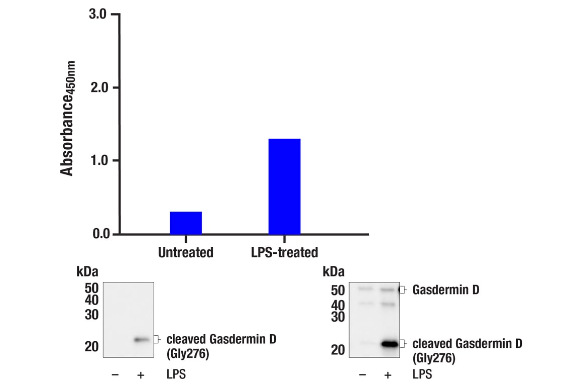 ELISA Image 2: PathScan<sup>®</sup> RP Cleaved Gasdermin D (Gly276) Sandwich ELISA Kit
