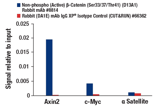 CUT & RUN Image 3: Non-phospho (Active) beta-Catenin (Ser33/37/Thr41) (D13A1) Rabbit Monoclonal Antibody