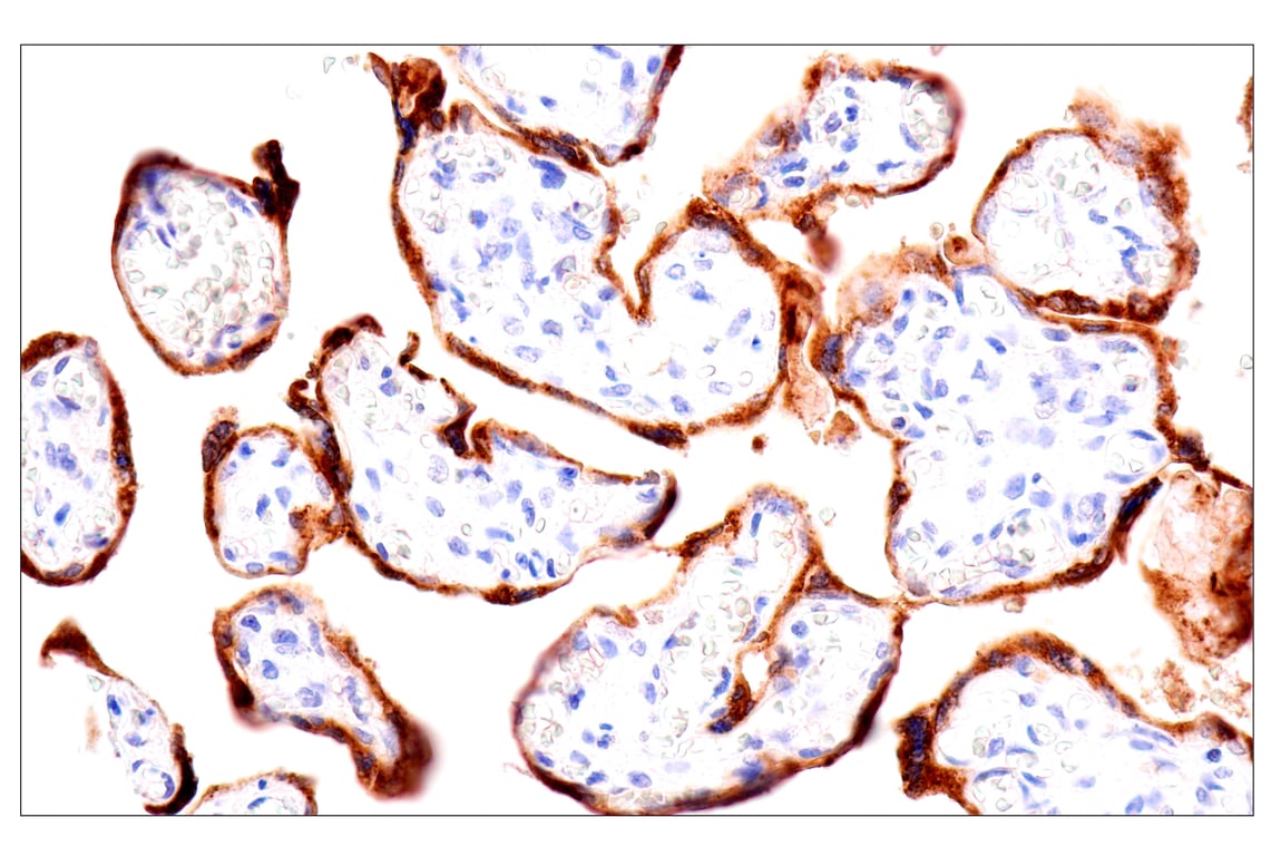 Immunohistochemistry Image 1: GDF15/MIC1 (E5Q8Q) Rabbit Monoclonal Antibody