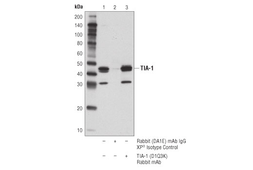 Immunoprecipitation Image 1: TIA-1 (D1Q3K) Rabbit Monoclonal Antibody