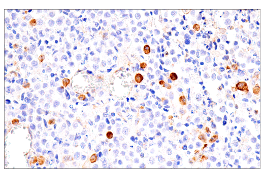 Immunohistochemistry Image 2: FcRn (E9J8W) Rabbit Monoclonal Antibody (BSA and Azide Free)