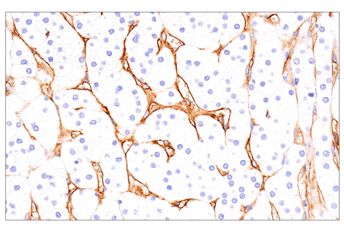 Immunohistochemistry Image 13: EMCN (E3Z4D) Rabbit Monoclonal Antibody (BSA and Azide Free)