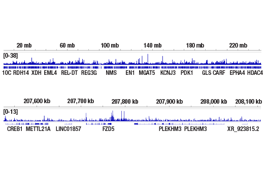 undefined Image 40: IFN-gamma Signaling Pathway Antibody Sampler Kit