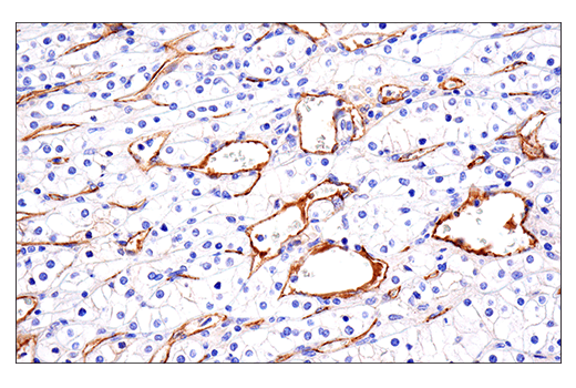 Immunohistochemistry Image 6: VE-Cadherin (E6N7A) Rabbit Monoclonal Antibody (BSA and Azide Free)