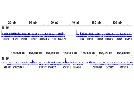 CUT & RUN Image 2: T-bet/TBX21 (D6N8B) Rabbit Monoclonal Antibody