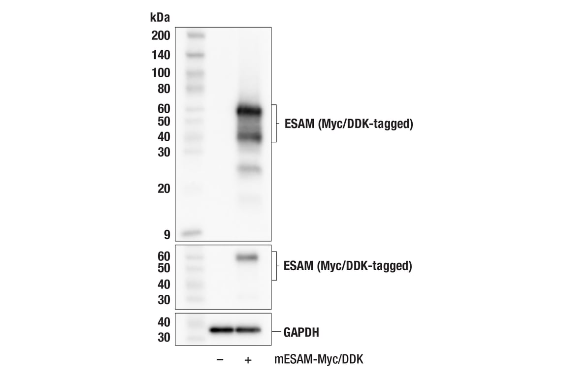 Western Blotting Image 3: ESAM (F9D9P) Rabbit Monoclonal Antibody