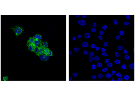 Immunofluorescence Image 1: GITR (D5V7P) Rabbit Monoclonal Antibody