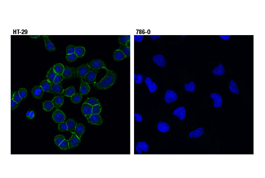 Immunofluorescence Image 1: EphB4 (D1C7N) Rabbit Monoclonal Antibody
