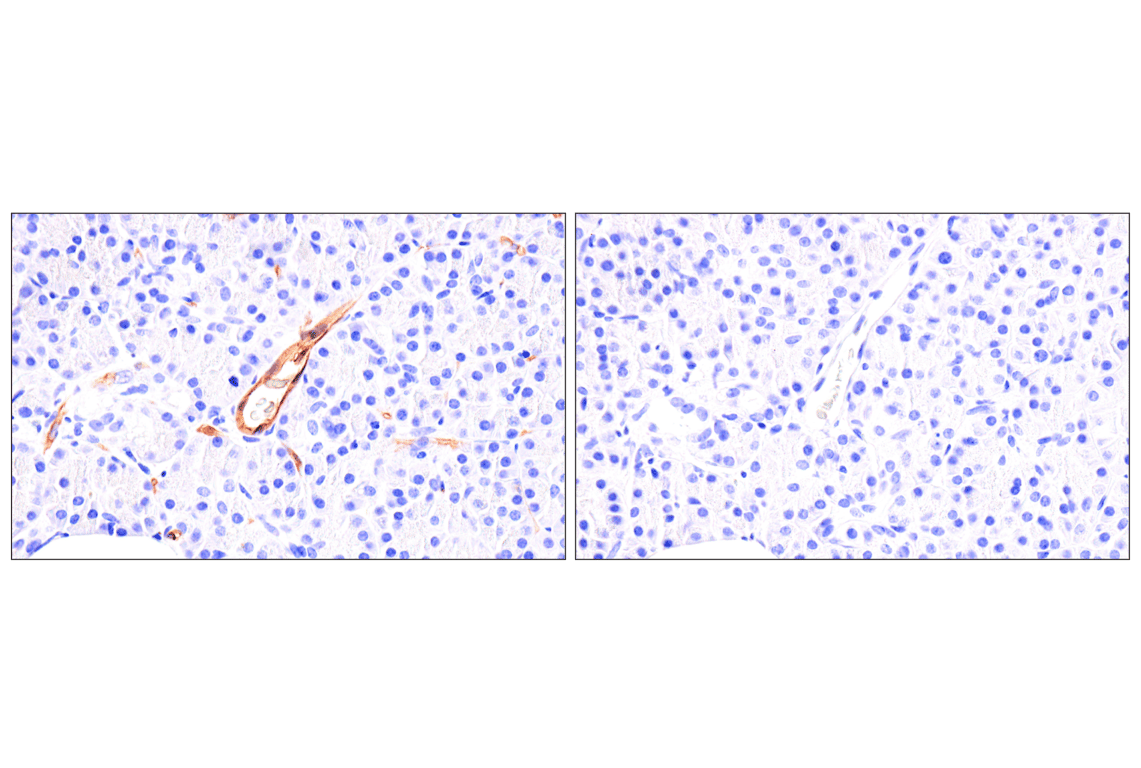 Immunohistochemistry Image 14: EMCN (E3Z4D) Rabbit Monoclonal Antibody