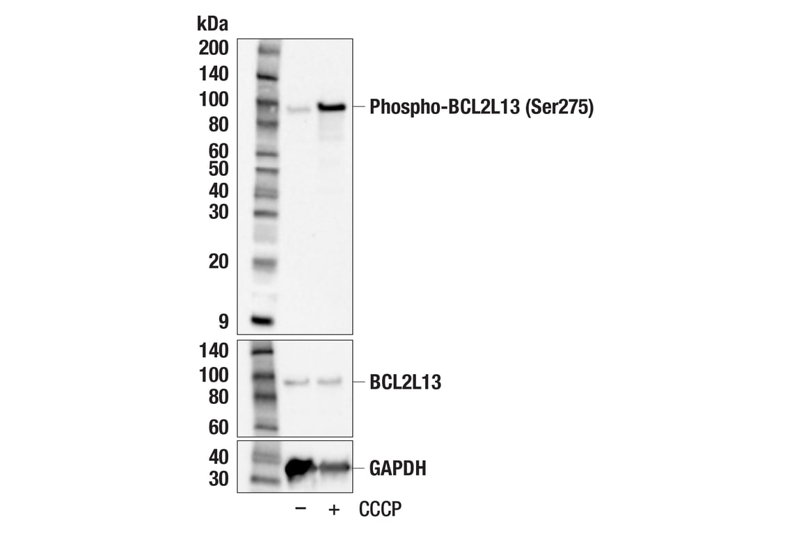 Western Blotting Image 2: Phospho-BCL2L13 (Ser275) Antibody