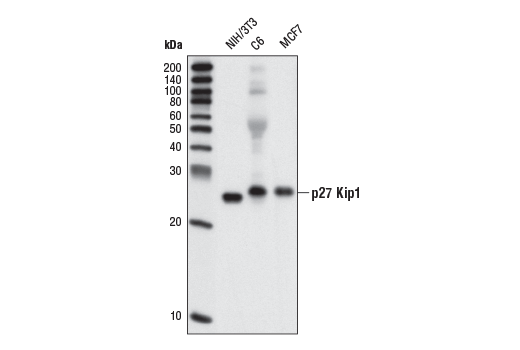 Western Blotting Image 2: p27 Kip1 (SX53G8.5) Mouse mAb