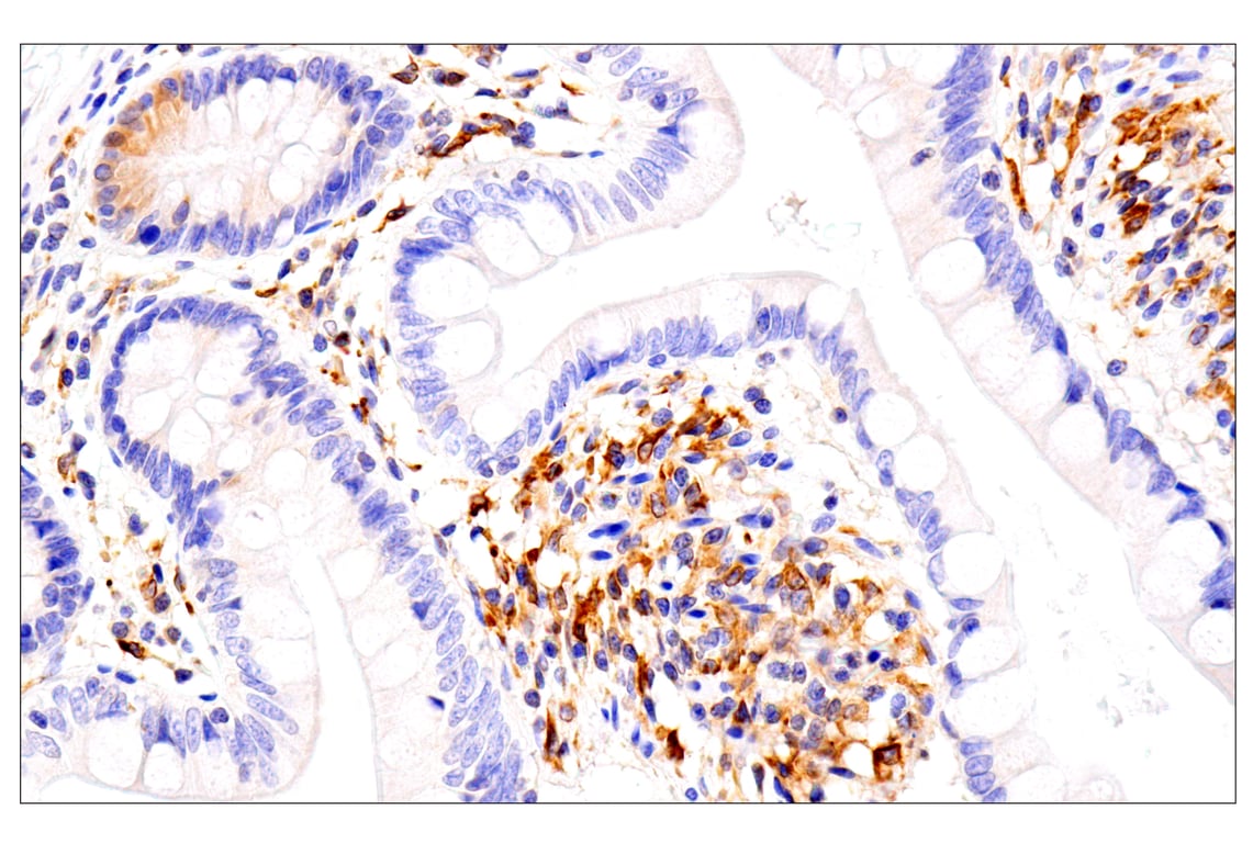 Immunohistochemistry Image 5: HLA-E (MEM-E/02) Mouse Monoclonal Antibody