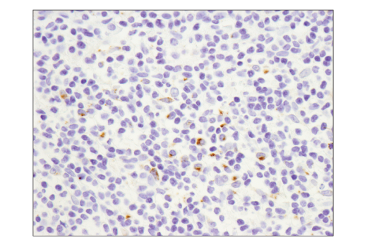 Immunohistochemistry Image 2: OX40L (D6K7R) Rabbit Monoclonal Antibody (BSA and Azide Free)