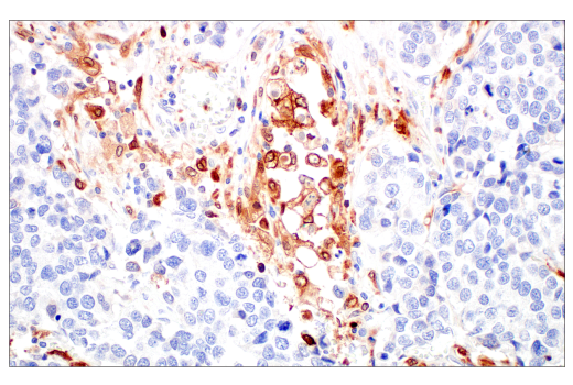 Immunohistochemistry Image 4: HO-1 (E8B7A) Rabbit Monoclonal Antibody