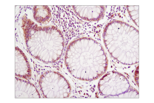 Immunohistochemistry Image 1: eIF4E (C46H6) Rabbit Monoclonal Antibody (BSA and Azide Free)