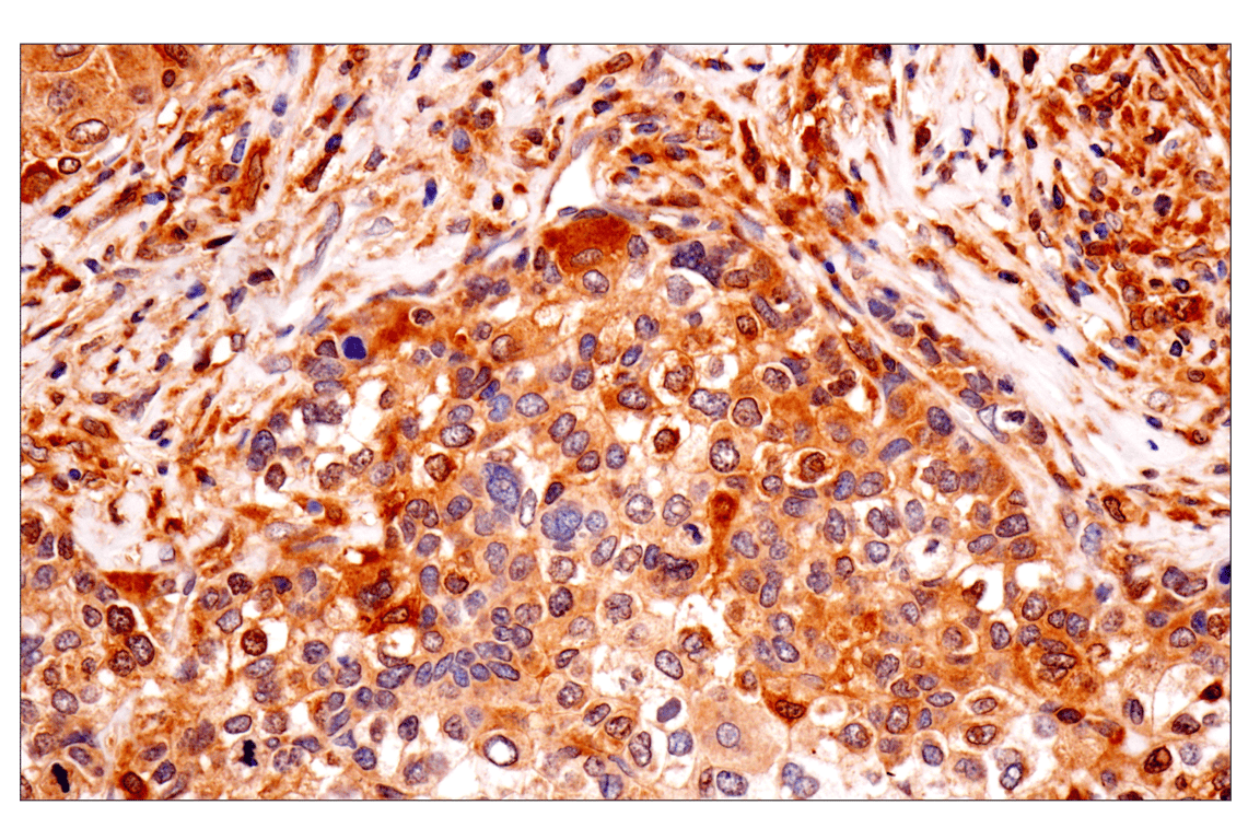Immunohistochemistry Image 2: TRIM21 (D1O1D) Rabbit Monoclonal Antibody