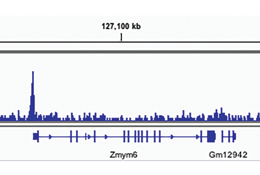 Chromatin Immunoprecipitation Image 1: TET2 (D9K3E) Rabbit Monoclonal Antibody
