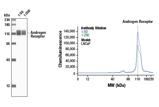 undefined Image 16: PhosphoPlus<sup>®</sup> Androgen Receptor (Ser258) Antibody Duet