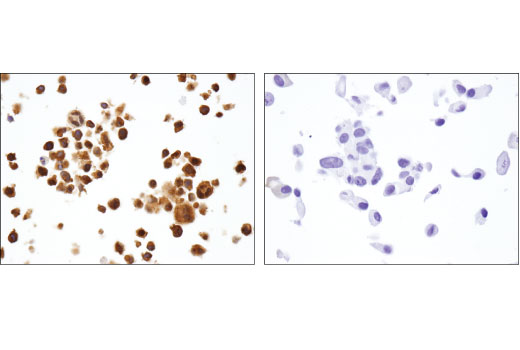 Immunohistochemistry Image 1: RelB (D7D7W) Rabbit Monoclonal Antibody (BSA and Azide Free)