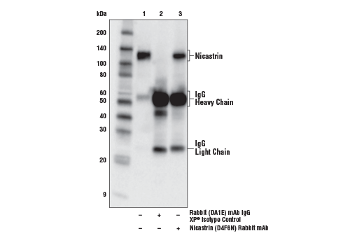 Immunoprecipitation Image 1: Nicastrin (D4F6N) Rabbit Monoclonal Antibody