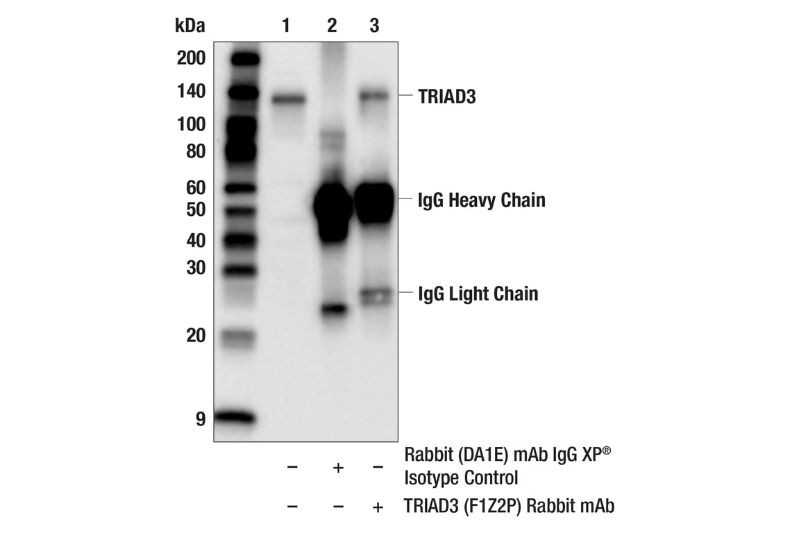 Immunoprecipitation Image 1: TRIAD3 (F1Z2P) Rabbit Monoclonal Antibody