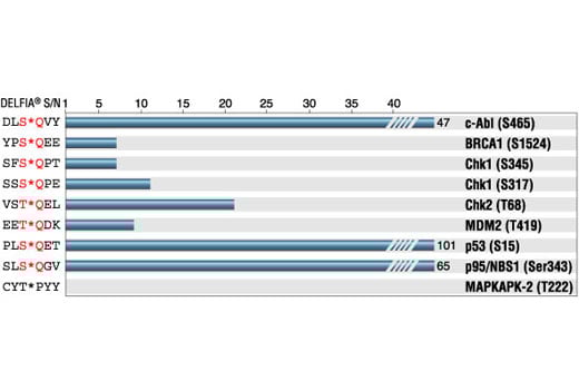 E Image 1: Phospho-(Ser/Thr) ATM/ATR Substrate Antibody