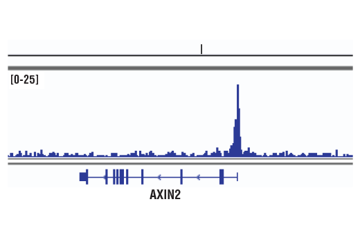 Chromatin Immunoprecipitation Image 1: LEF1 (D6J2W) Rabbit Monoclonal Antibody