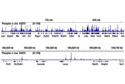 CUT & RUN Image 2: Phospho-c-Jun (Ser73) (D47G9) Rabbit Monoclonal Antibody