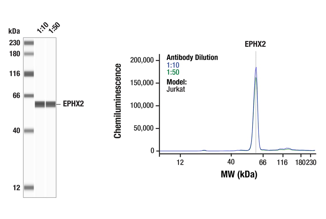 Western Blotting Image 1: EPHX2 (F9Z3M) Rabbit Monoclonal Antibody