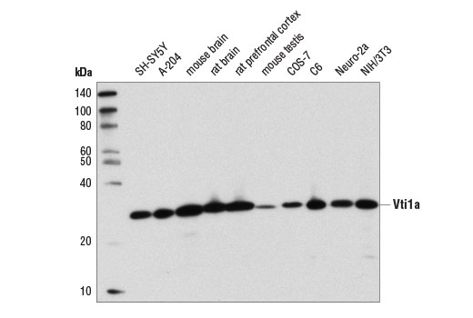 Western Blotting Image 1: Vti1a (D8U3M) Rabbit mAb