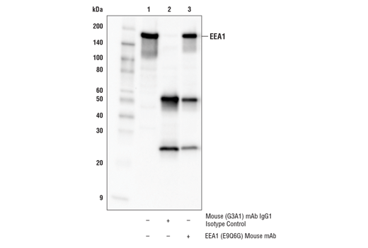Immunoprecipitation Image 1: EEA1 (E9Q6G) Mouse Monoclonal Antibody