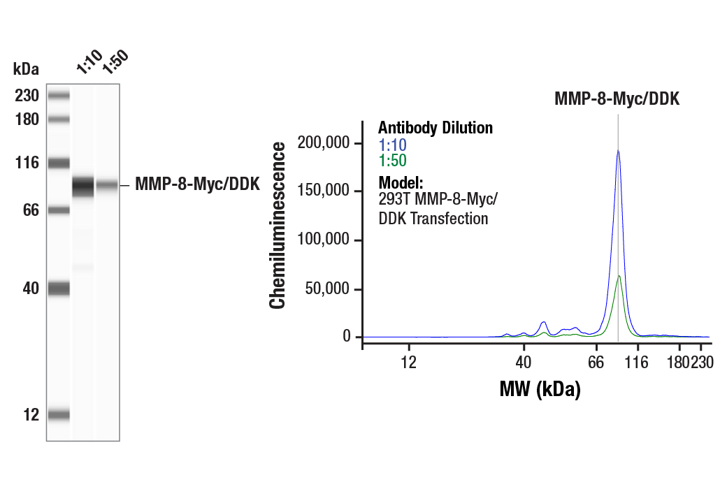 Western Blotting Image 1: Myc-Tag Antibody