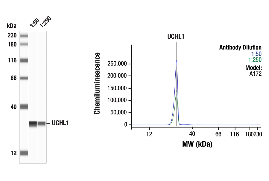 Western Blotting Image 1: UCHL1 (E6B8E) Mouse Monoclonal Antibody