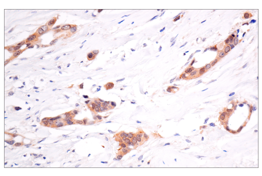 Immunohistochemistry Image 7: VHL (E3X9K) Rabbit Monoclonal Antibody