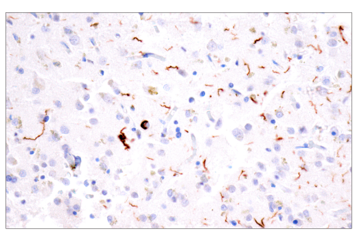 Immunohistochemistry Image 4: Tau (GT-38) Mouse Monoclonal Antibody (BSA and Azide Free)