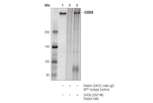 Immunoprecipitation Image 1: CHD8 (D5E1W) Rabbit Monoclonal Antibody