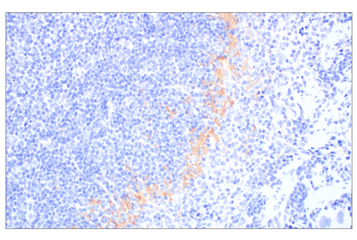 Immunohistochemistry Image 6: Siglec-1/CD169 (E1D7G) Rabbit Monoclonal Antibody (BSA and Azide Free)
