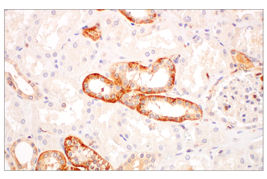 Immunohistochemistry Image 7: c-Rel (E8Z5Y) Rabbit Monoclonal Antibody (BSA and Azide Free)